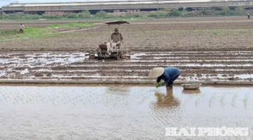 بدء عمليات حرث واسعة لتجهيز محصول الأرز الربيعي في منطقة كينه مون